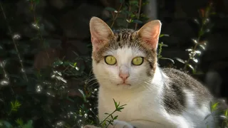 Walnut Cutting Board with Juice Groove & Handles